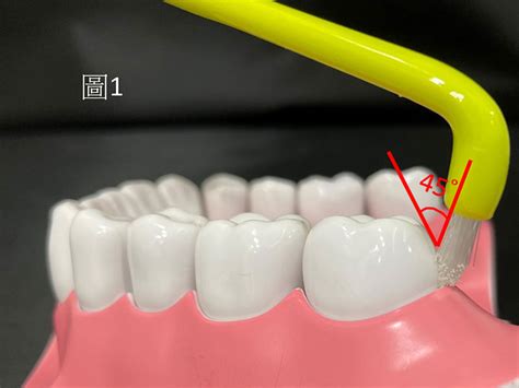 單數毛牙刷